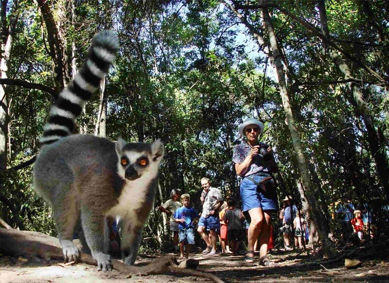 Ring-tailed lemur beside visitors on a forest walk at Monkeyland near Plettenberg Bay